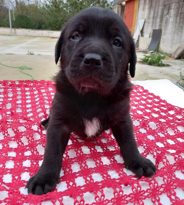 Neko Simil Labradorino Nero